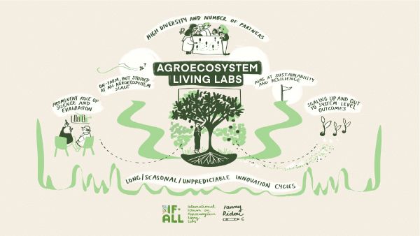 IFF-ALL 2025 characteritics